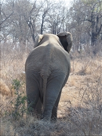 Kruger NP